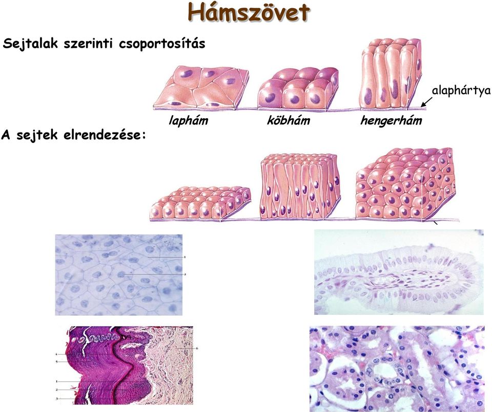 alaphártya A sejtek