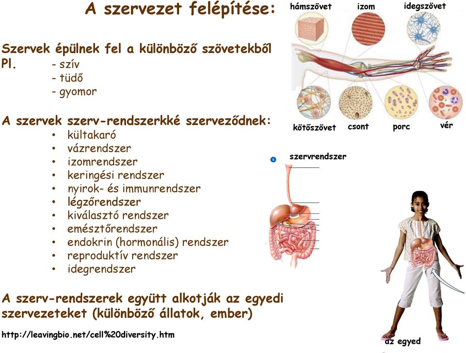 immunrendszer légzőrendszer kiválasztó rendszer emésztőrendszer endokrin (hormonális) rendszer reproduktív rendszer idegrendszer