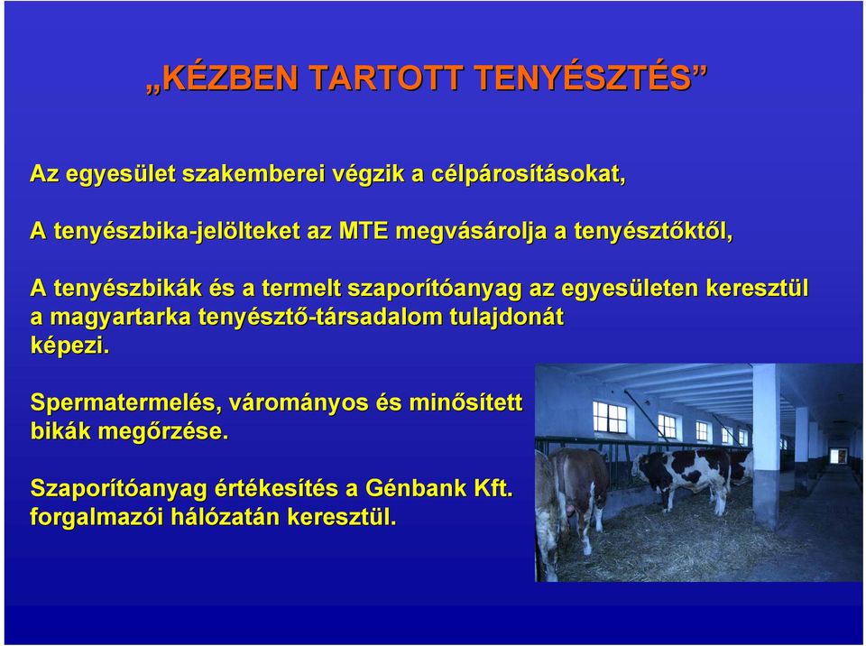 anyag az egyesületen keresztül a magyartarka tenyészt sztő-társadalom tulajdonát képezi.