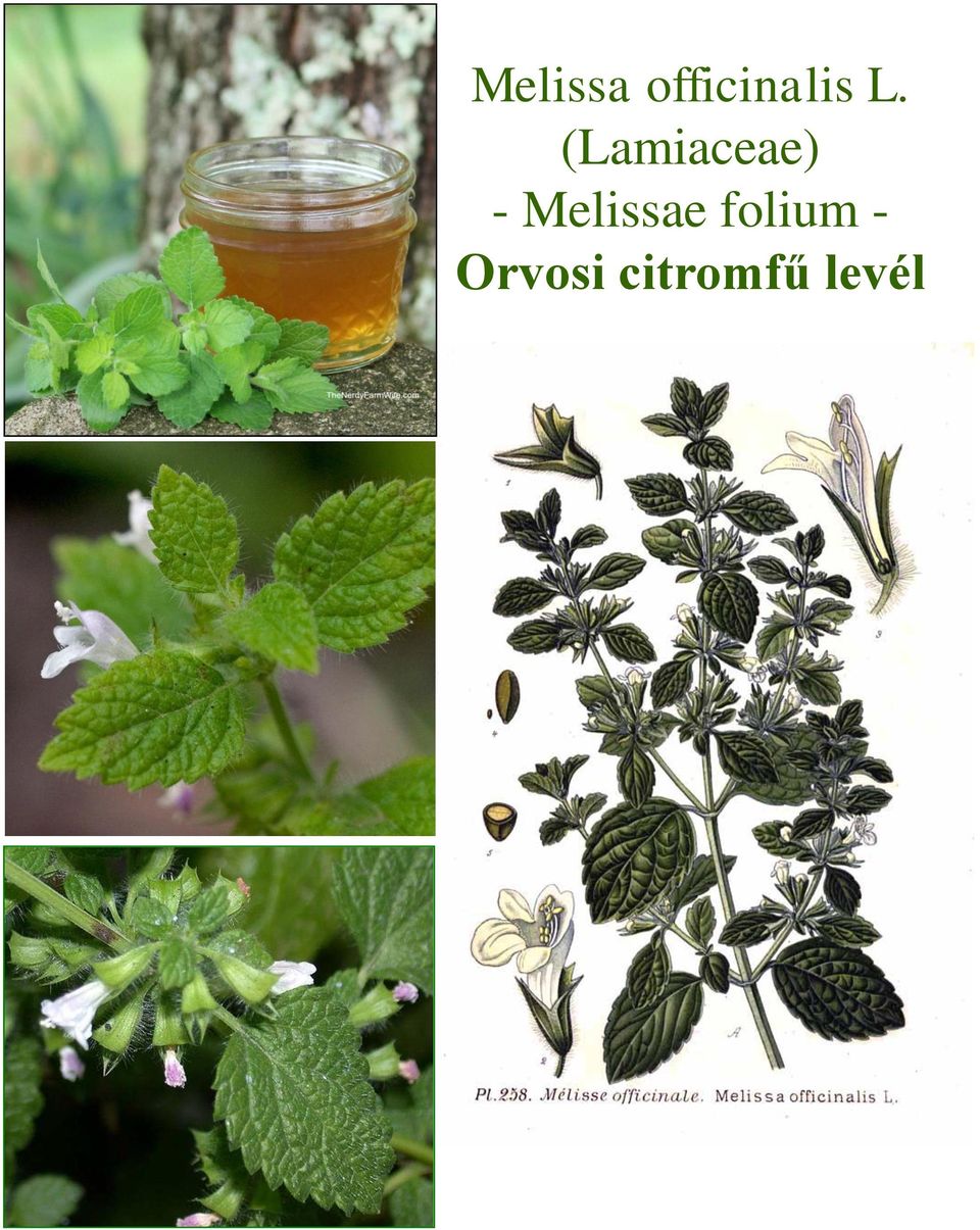 (Lamiaceae) - e