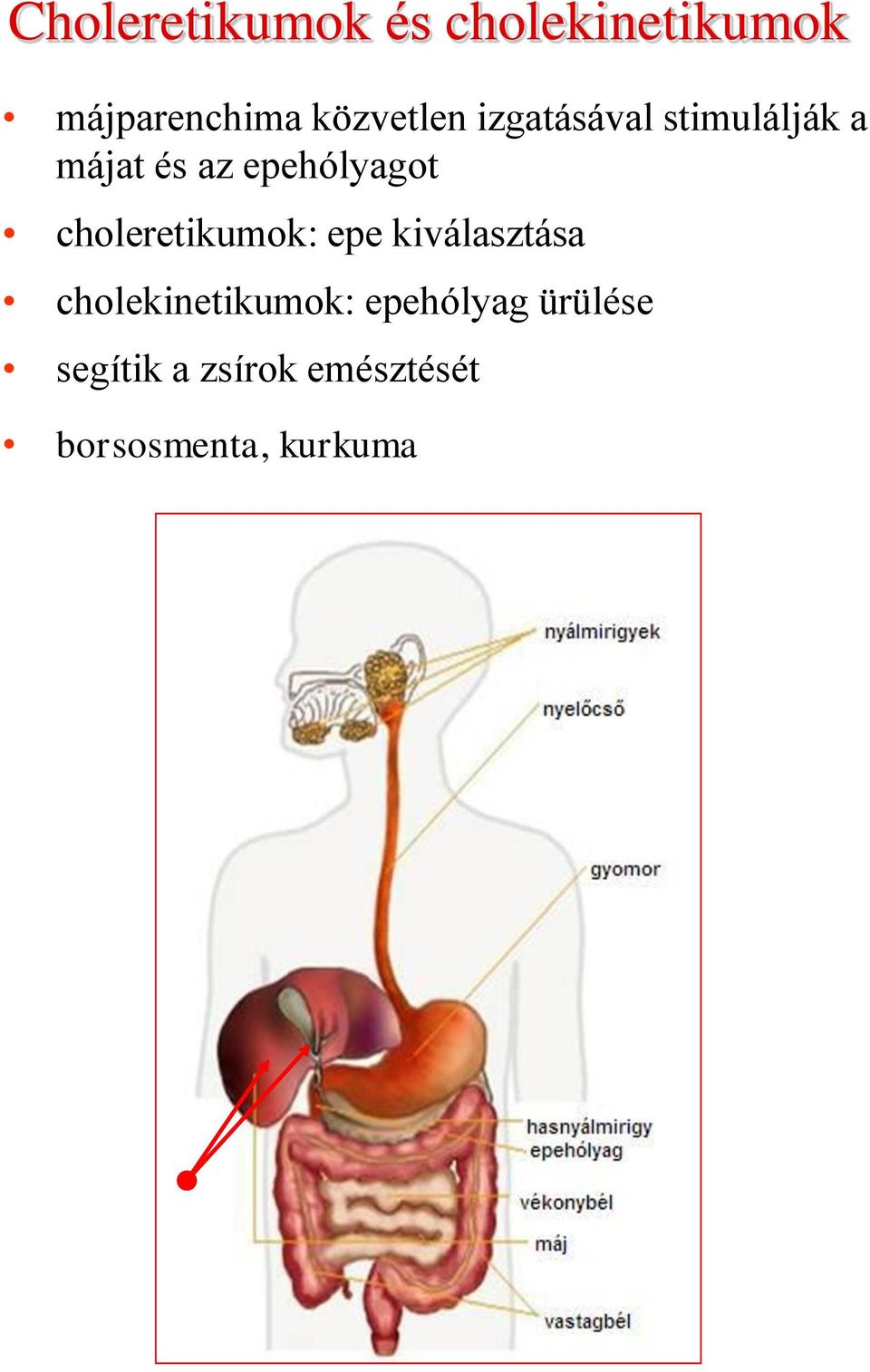 choleretikumok: epe kiválasztása cholekinetikumok: epehólyag