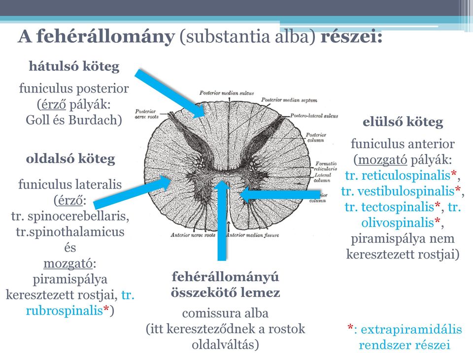 rubrospinalis*) fehérállományú összekötő lemez comissura alba (itt kereszteződnek a rostok oldalváltás) elülső köteg funiculus anterior