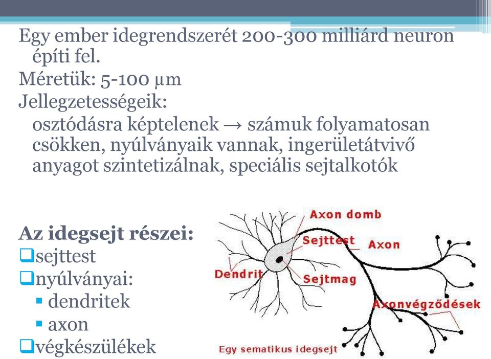 folyamatosan csökken, nyúlványaik vannak, ingerületátvivő anyagot