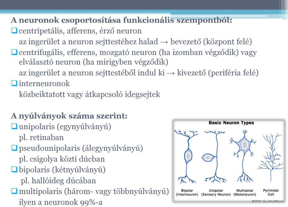 kivezető (periféria felé) interneuronok közbeiktatott vagy átkapcsoló idegsejtek A nyúlványok száma szerint: unipolaris (egynyúlványú) pl.