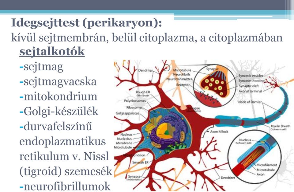 -sejtmagvacska -mitokondrium -Golgi-készülék