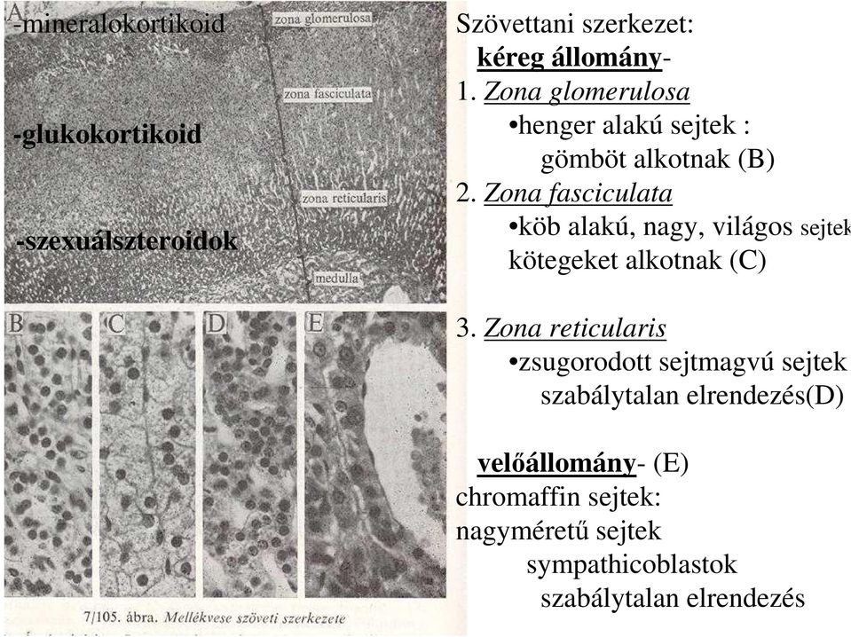 Zona fasciculata köb alakú, nagy, világos sejtek kötegeket alkotnak (C) 3.