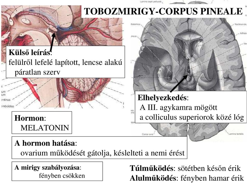 agykamra mögött a colliculus superiorok közé lóg A hormon hatása: ovarium működését