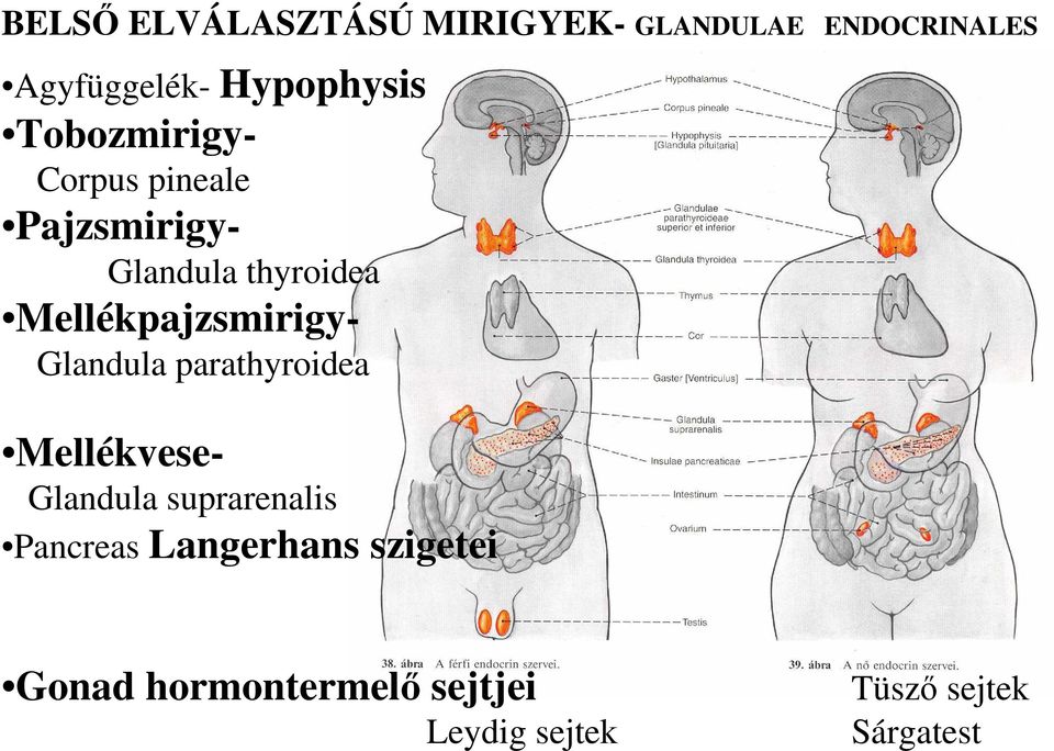 Mellékpajzsmirigy- Glandula parathyroidea Mellékvese- Glandula suprarenalis