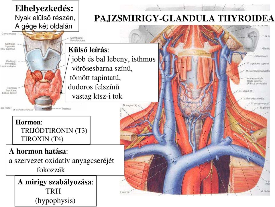 dudoros felszínű vastag ktsz-i tok Hormon: TRIJÓDTIRONIN (T3) TIROXIN (T4) A hormon