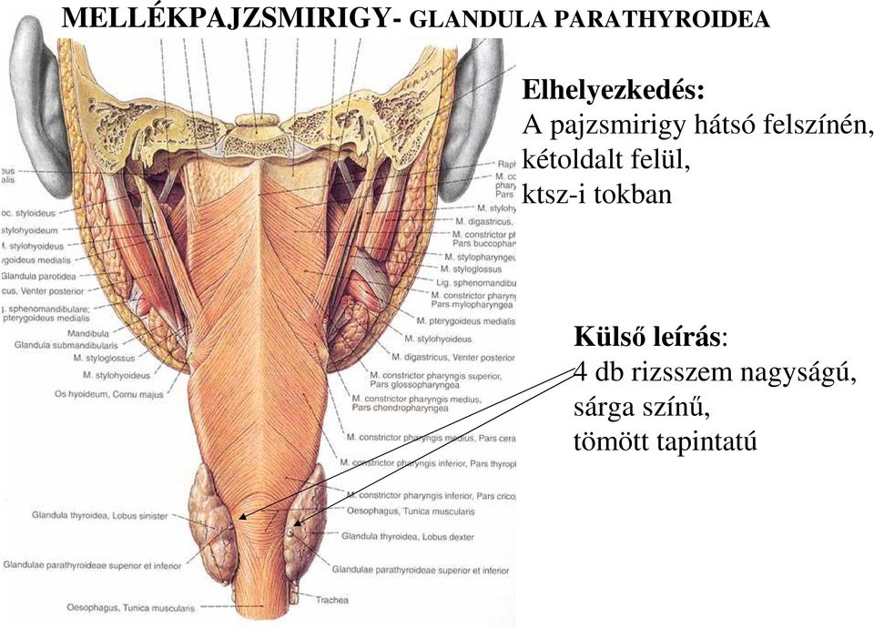 kétoldalt felül, ktsz-i tokban Külső leírás: 4