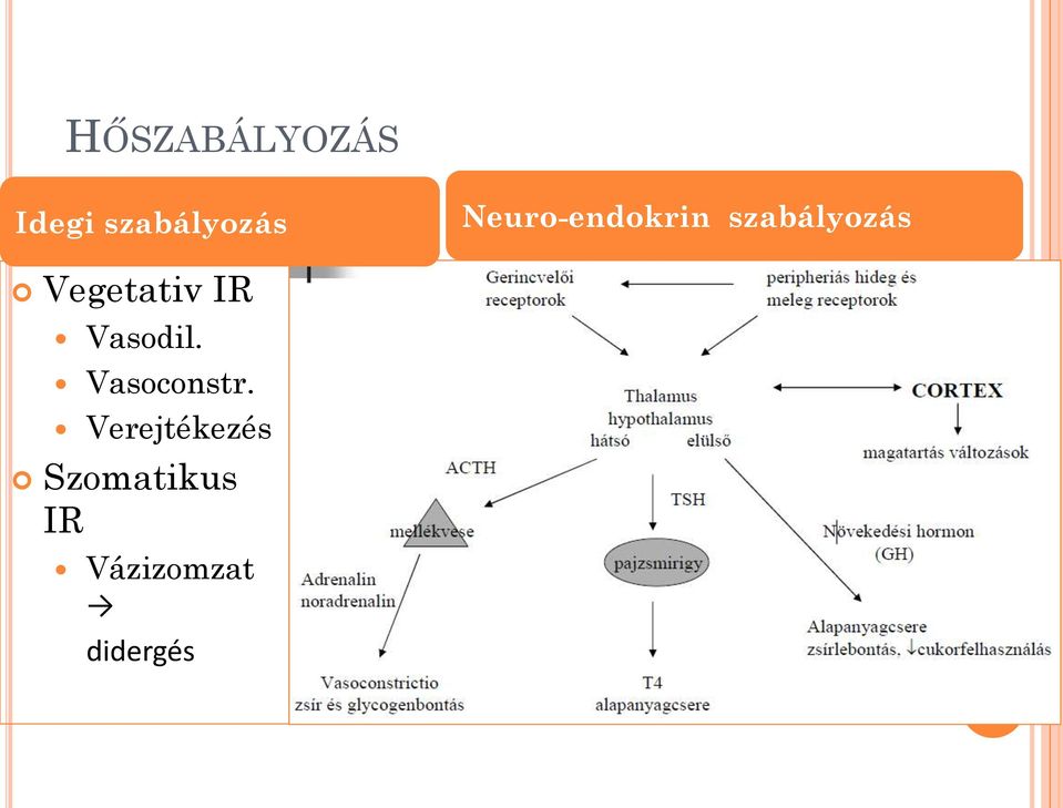 Vegetativ IR Vasodil. Vasoconstr.