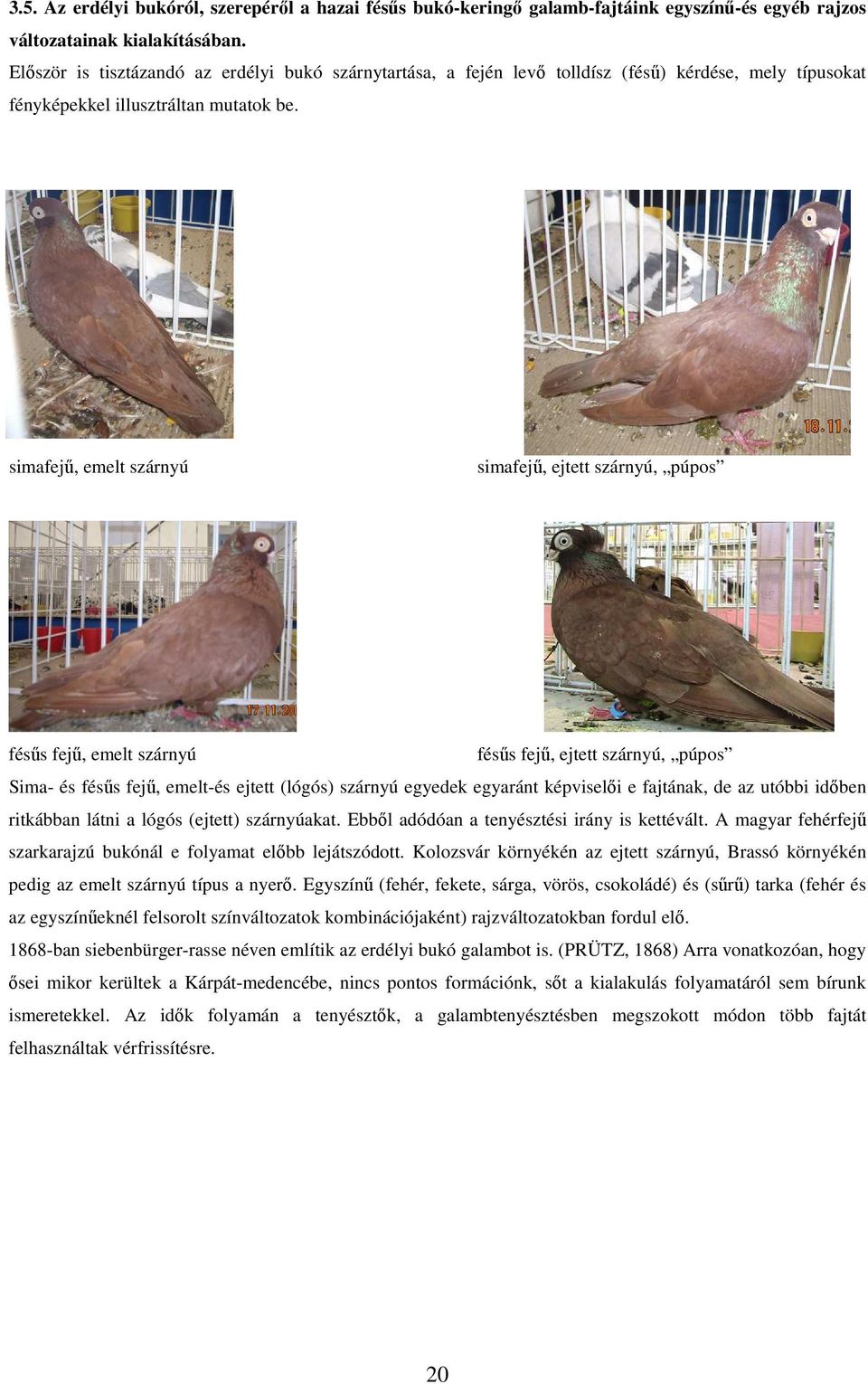 simafejű, emelt szárnyú simafejű, ejtett szárnyú, púpos fésűs fejű, emelt szárnyú fésűs fejű, ejtett szárnyú, púpos Sima- és fésűs fejű, emelt-és ejtett (lógós) szárnyú egyedek egyaránt képviselői e