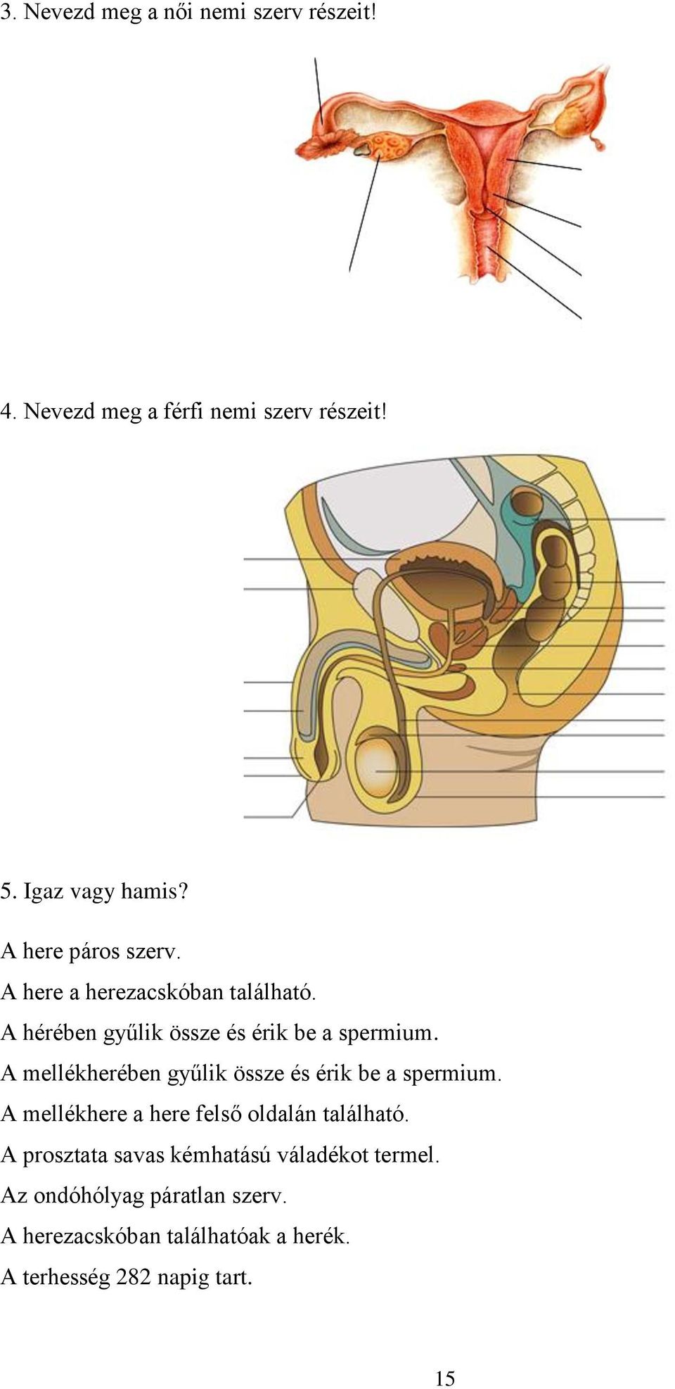 A mellékherében gyűlik össze és érik be a spermium. A mellékhere a here felső oldalán található.