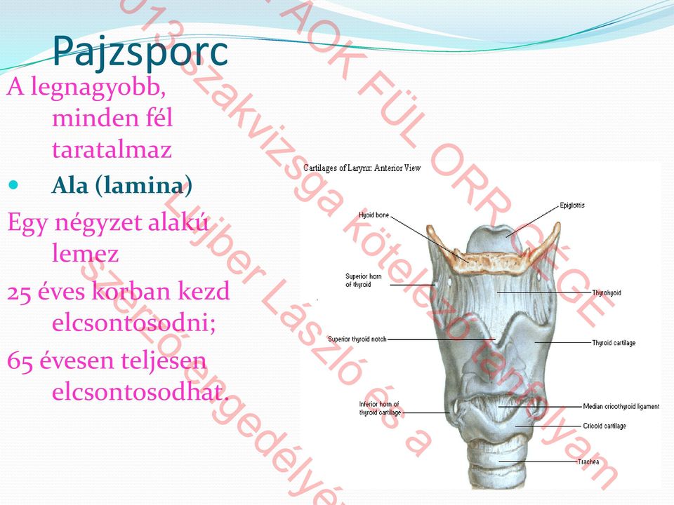 alakú lemez 25 éves korban kezd