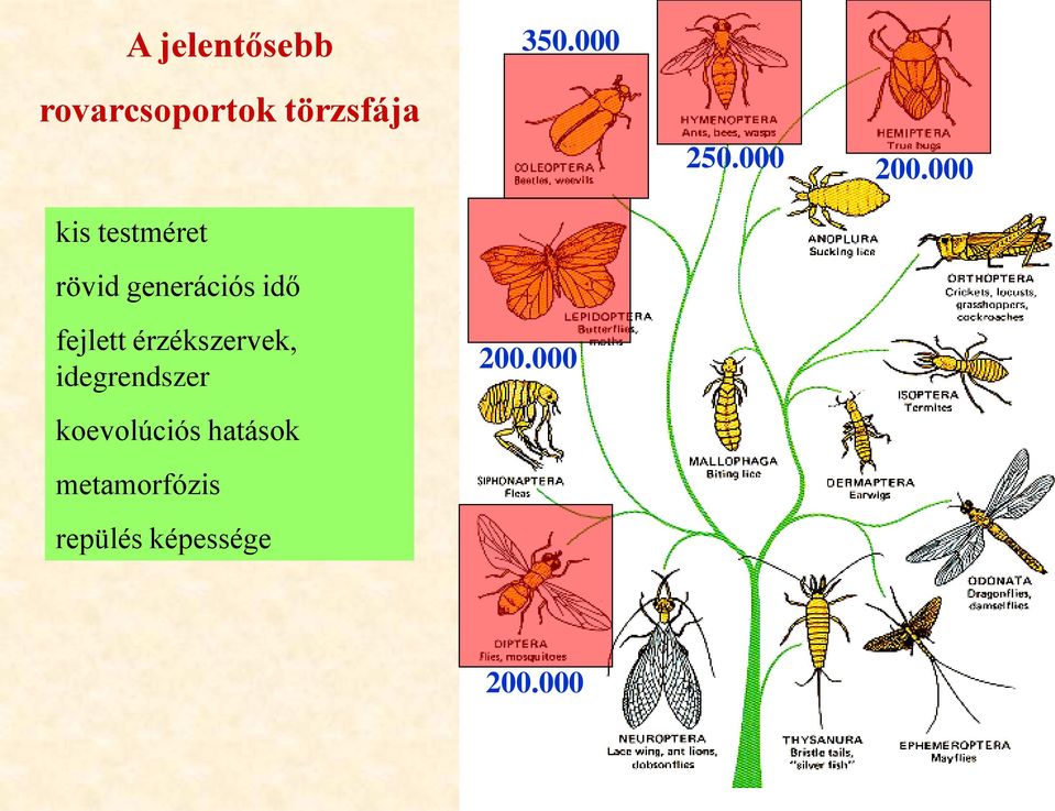 generációs idő 250.000 200.