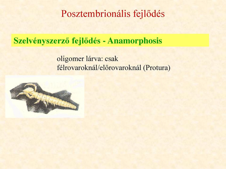 Anamorphosis oligomer lárva: