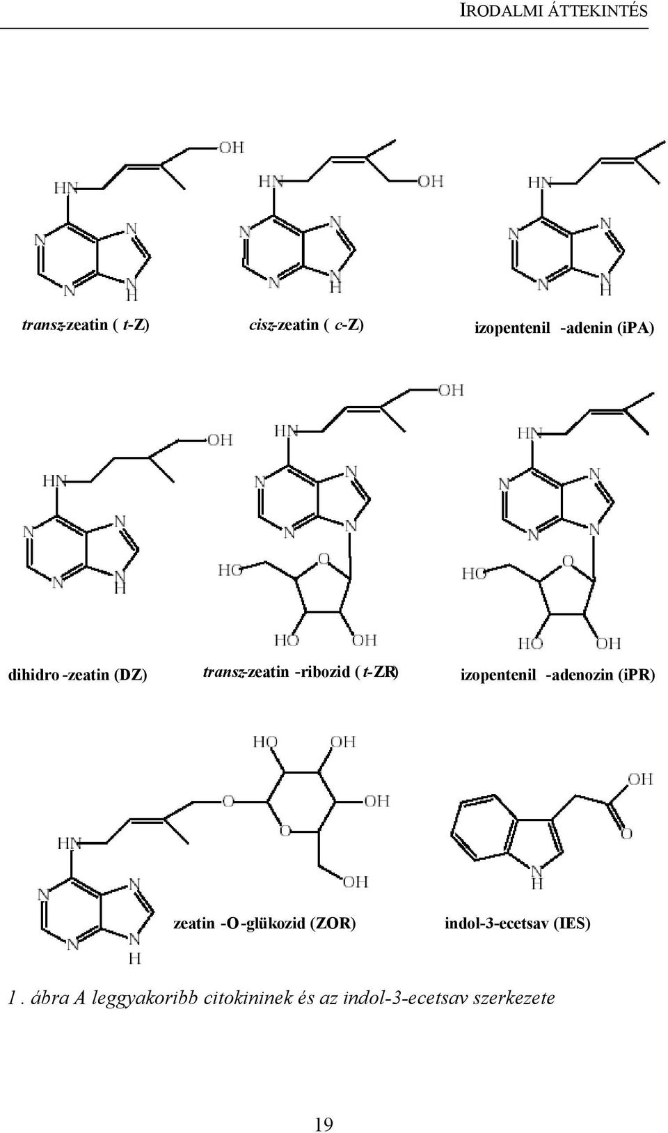 ( t - ZR ) izopentenil - adenozin (ipr) zeatin - O - glükozid (ZOR)