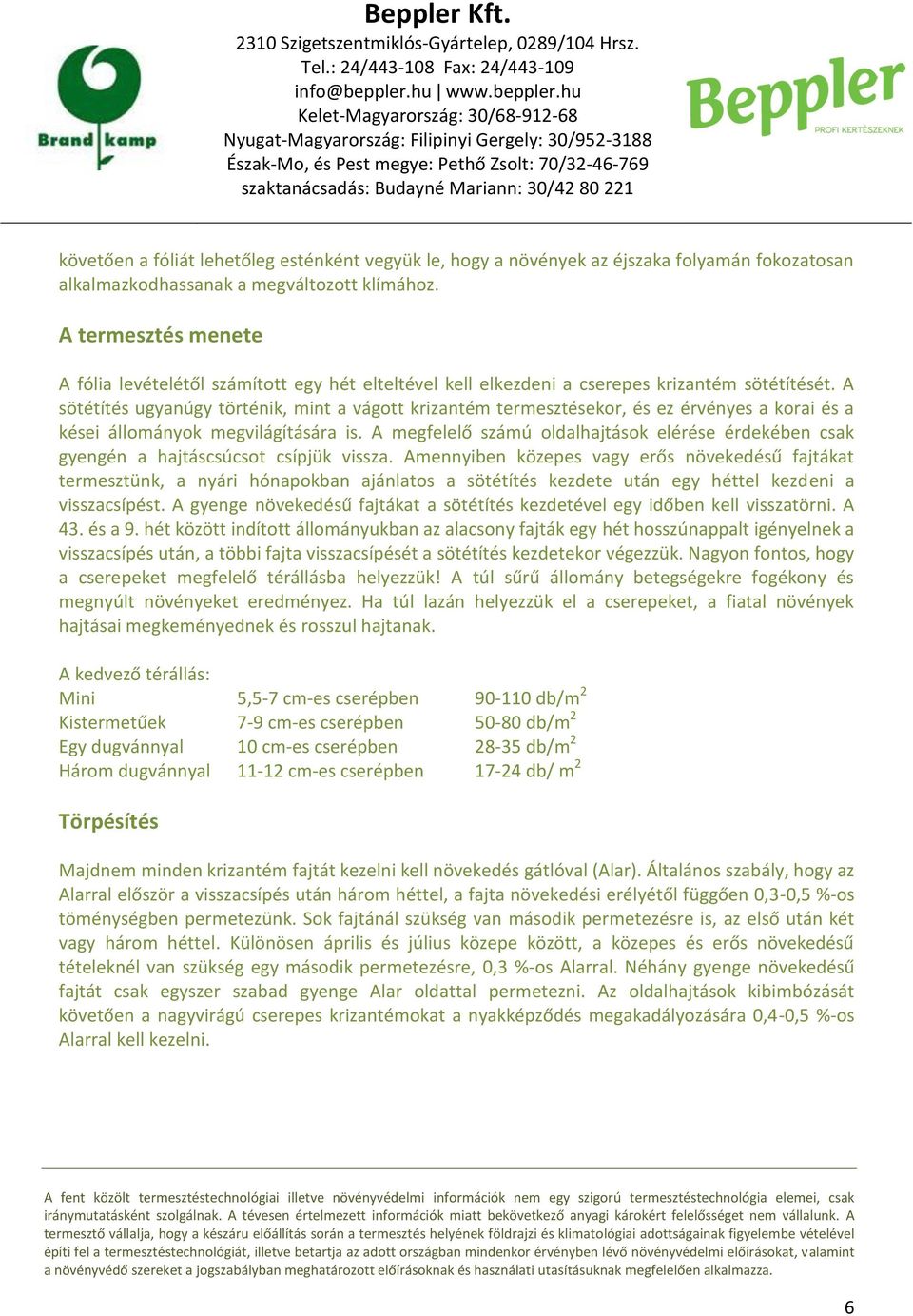 A sötétítés ugyanúgy történik, mint a vágott krizantém termesztésekor, és ez érvényes a korai és a kései állományok megvilágítására is.