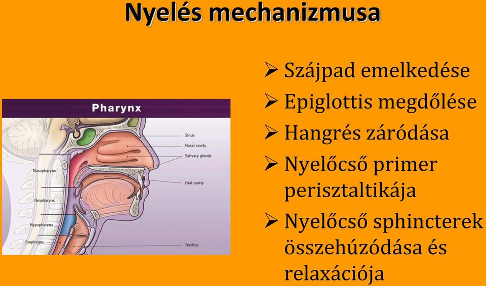 Nyelőcső primer perisztaltikája