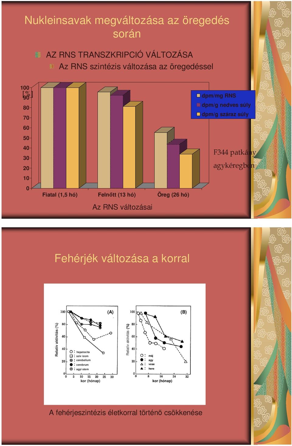 száraz súly F344 patkány agykéregben Fehérjék változása a korral (A) (B) Relatív aktivitás (%) hepatocita szív izom cerebellum