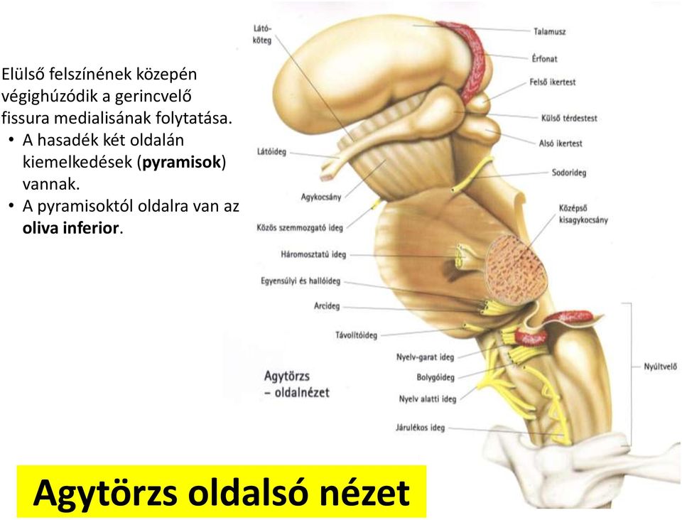 A hasadék két oldalán kiemelkedések (pyramisok)