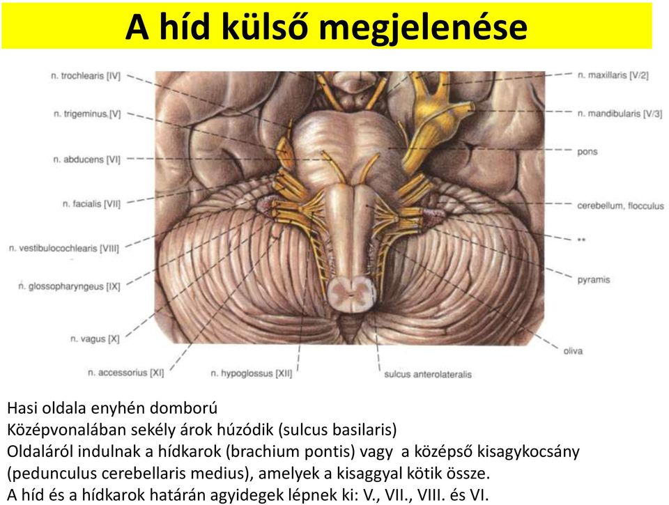 a középső kisagykocsány (pedunculus cerebellaris medius), amelyek a kisaggyal