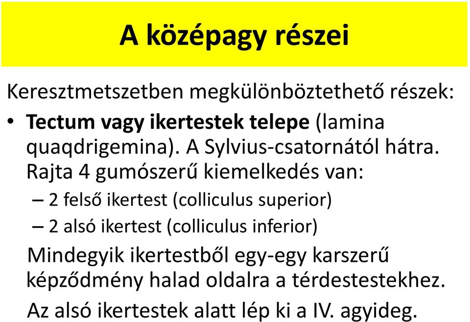 Rajta 4 gumószerű kiemelkedés van: 2 felső ikertest (colliculus superior) 2 alsó ikertest