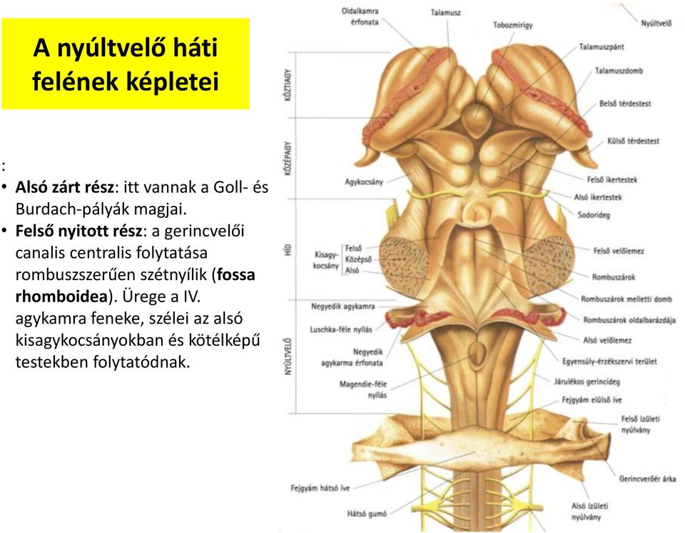 Felső nyitott rész: a gerincvelői canalis centralis folytatása