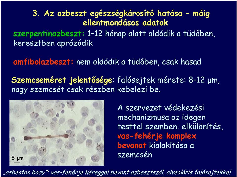 nagy szemcsét csak részben kebelezi be.