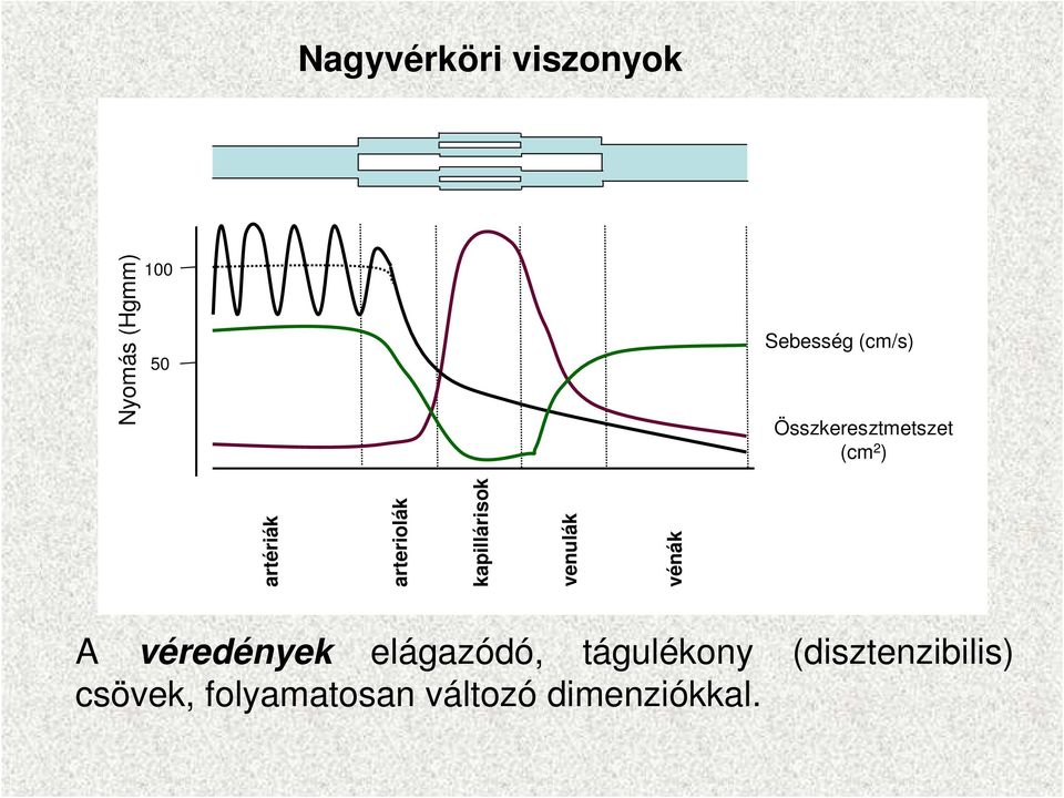 Összkeresztmetszet (cm 2 ) A véredények elágazódó,