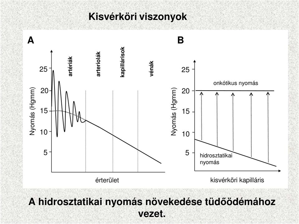 onkótikus nyomás 5 5 hidrosztatikai nyomás érterület