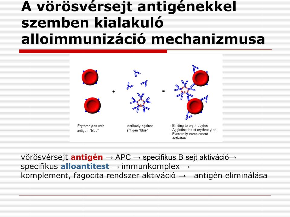 specifikus B sejt aktiváció specifikus alloantitest