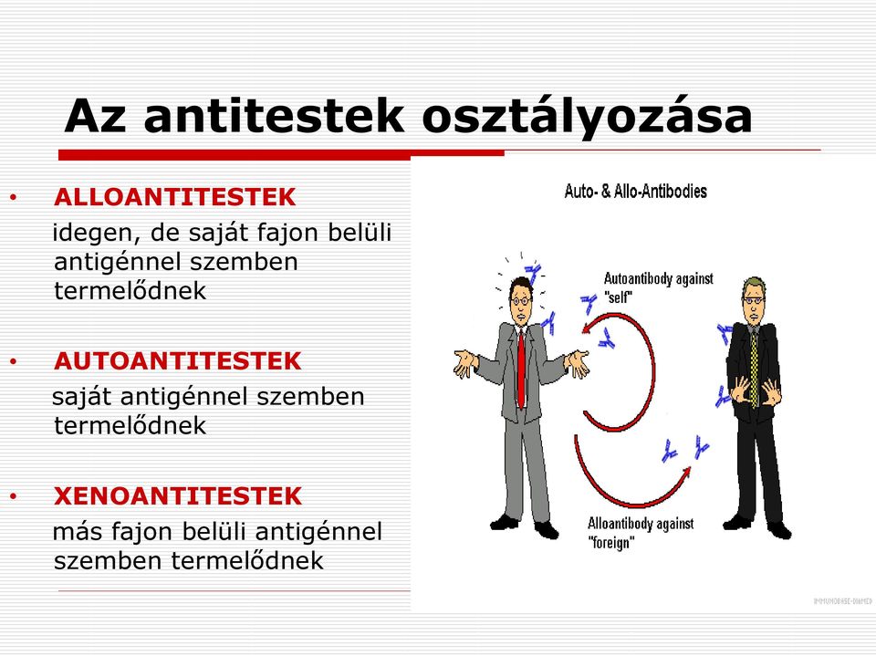 AUTOANTITESTEK saját antigénnel szemben termelődnek