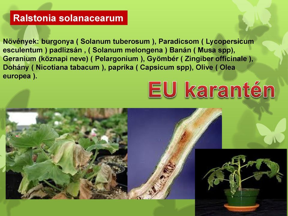 spp), Geranium (köznapi neve) ( Pelargonium ), Gyömbér ( Zingiber officinale