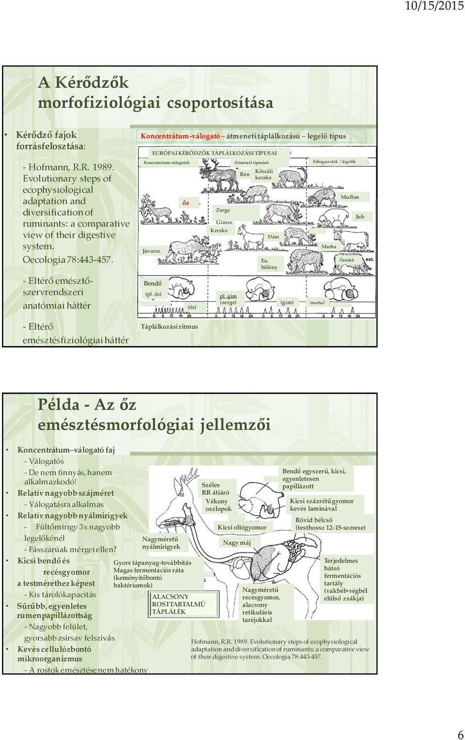 - Eltérő emésztőszervrendszeri anatómiai háttér - Eltérő emésztésfiziológiai háttér Koncentrátum-válogató átmeneti táplálkozású legelő típus Jávorsz.