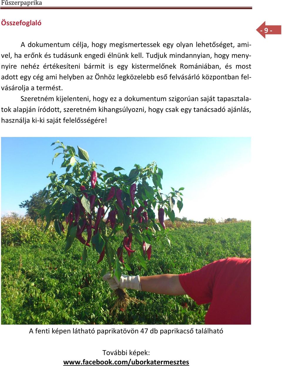 felvásárló központban felvásárolja a termést.