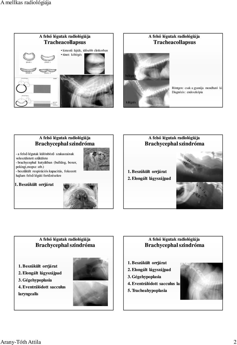 ) - beszőkült respirációs kapacitás, fokozott hajlam felsı légúti fertızésekre Brachycephal szindróma 1. Beszőkült orrjárat 2.