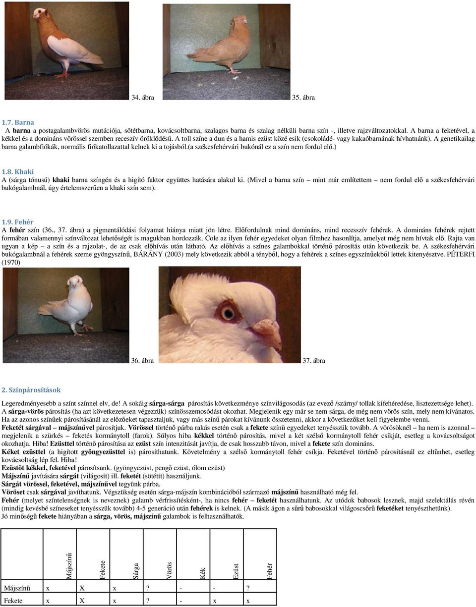 A genetikailag barna galambfiókák, normális fiókatollazattal kelnek ki a tojásból.(a székesfehérvári bukónál ez a szín nem fordul elő.) 1.8.
