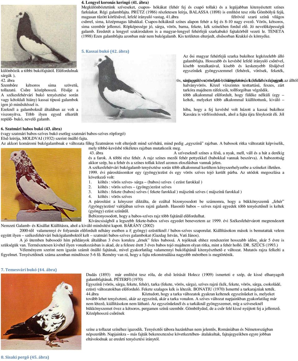 ábra félrövid szarú színű világos csőrrel, sima, középmagas lábakkal. Csapos-hókáknál színes alapon fehér a fej és 8-10 nagy evező. Vörös, kétsoros, sima szembőr jellemzi.