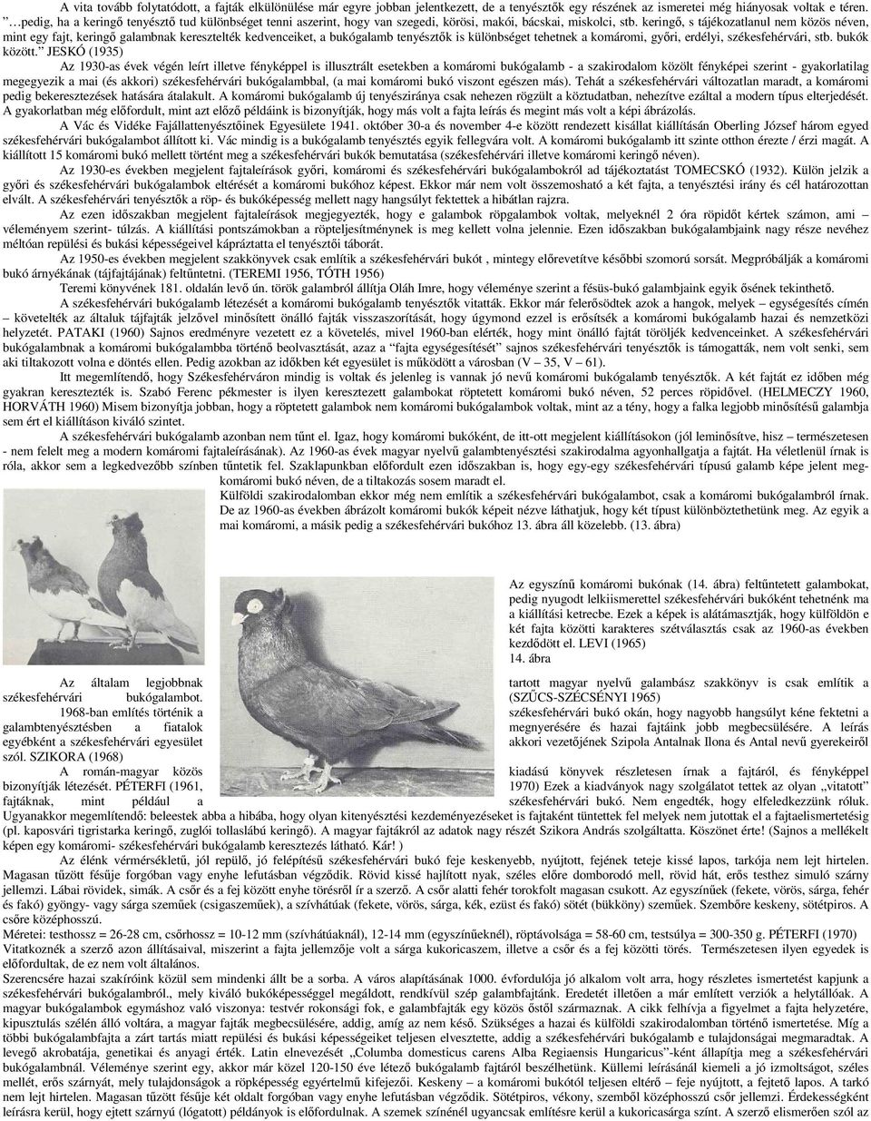 keringő, s tájékozatlanul nem közös néven, mint egy fajt, keringő galambnak keresztelték kedvenceiket, a bukógalamb tenyésztők is különbséget tehetnek a komáromi, győri, erdélyi, székesfehérvári, stb.