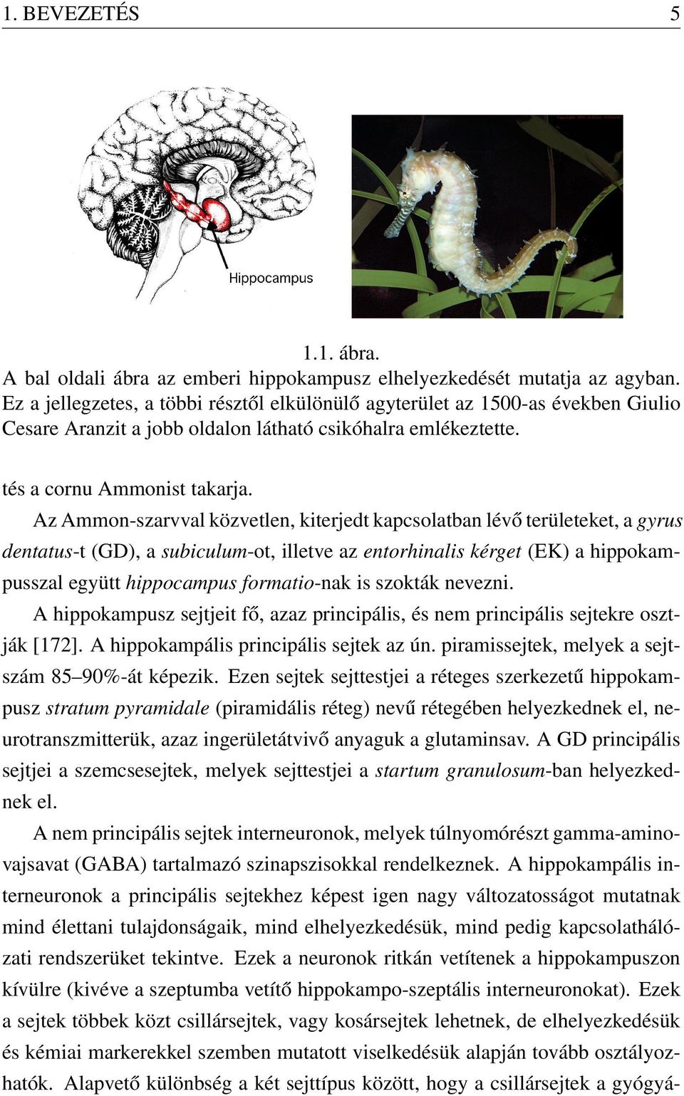 Az Ammon-szarvval közvetlen, kiterjedt kapcsolatban lévő területeket, a gyrus dentatus-t (GD), a subiculum-ot, illetve az entorhinalis kérget (EK) a hippokampusszal együtt hippocampus formatio-nak is