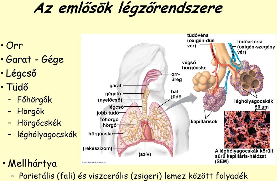 orrüreg kapillárisok tüdőartéria (oxigén-szegény vér) léghólyagocskák 50 m Mellhártya (rekeszizom) (szív) A