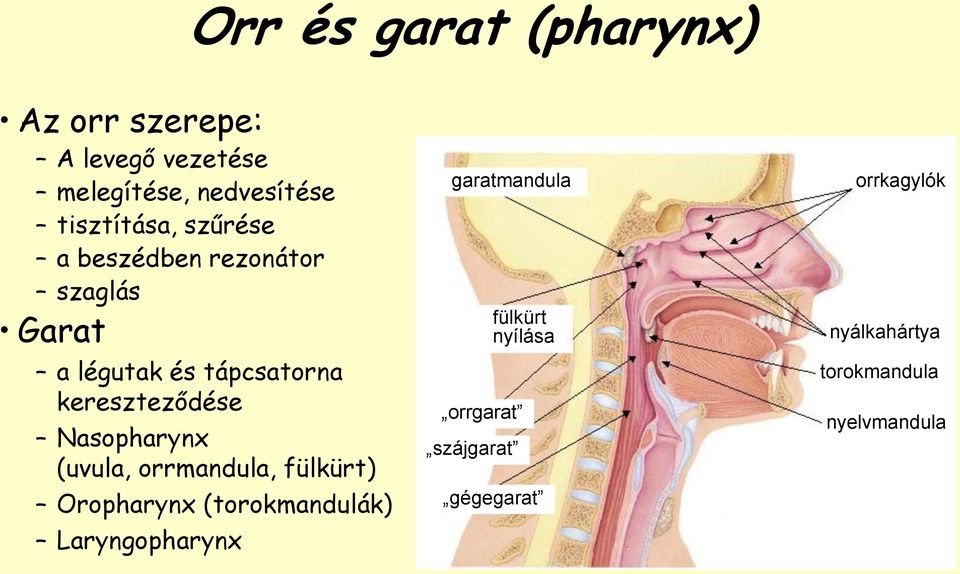 kereszteződése Nasopharynx (uvula, orrmandula, fülkürt) Oropharynx (torokmandulák)