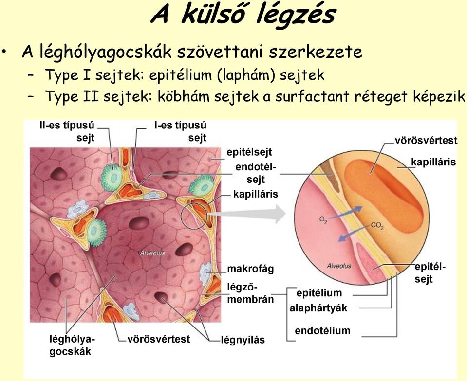 sejt I-es típusú sejt epitélsejt endotélsejt kapilláris vörösvértest kapilláris