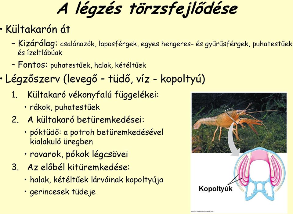 Kültakaró vékonyfalú függelékei: rákok, puhatestűek 2.