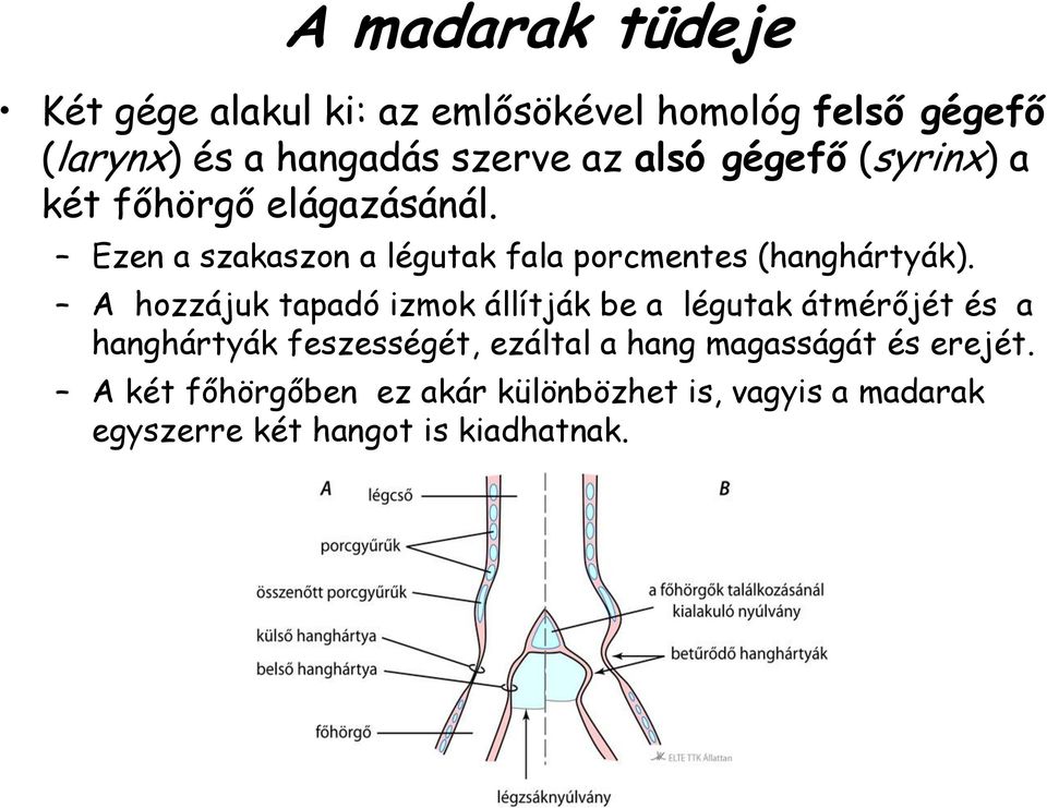 A hozzájuk tapadó izmok állítják be a légutak átmérőjét és a hanghártyák feszességét, ezáltal a hang