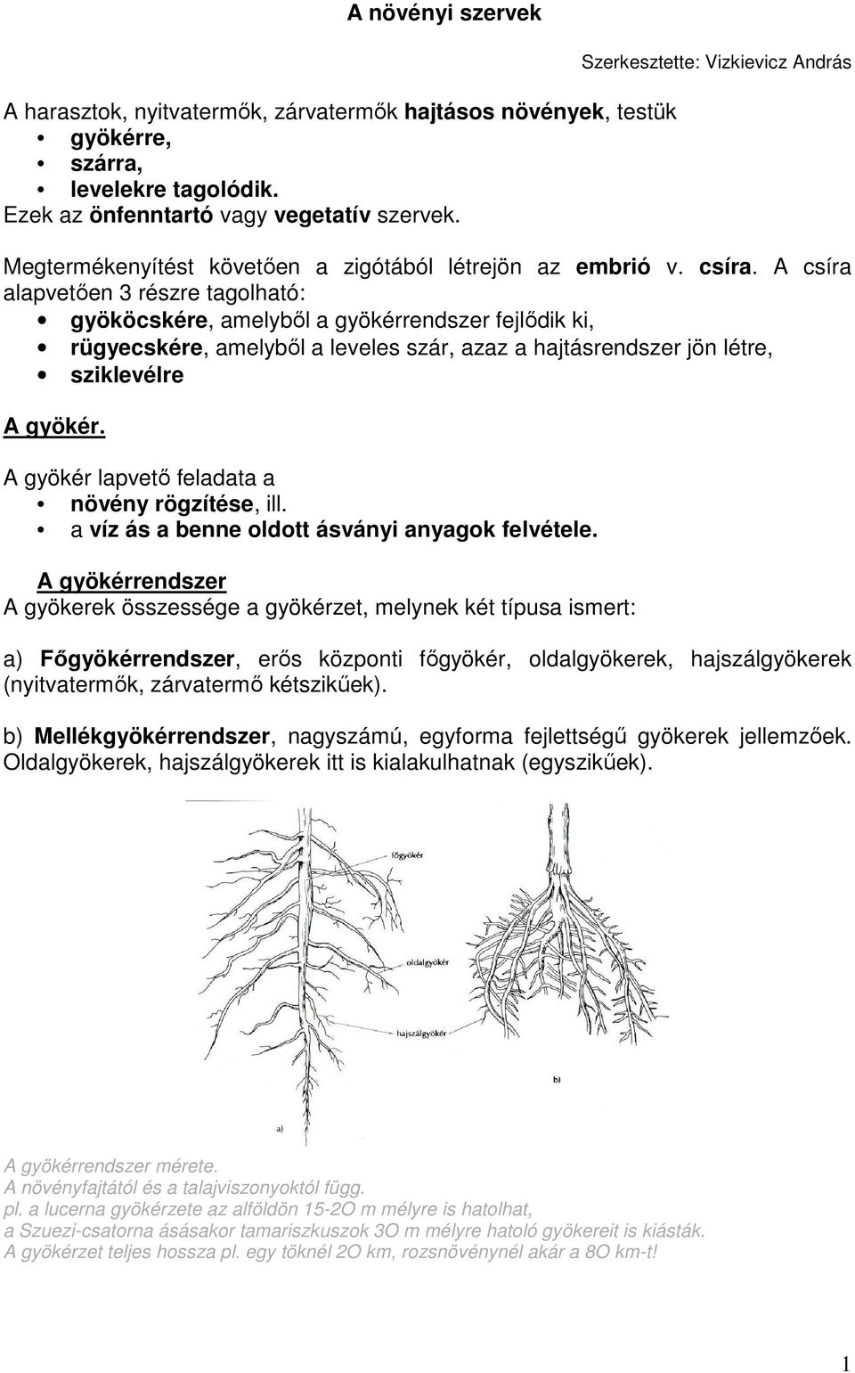 A növényi szervek. A gyökér. A gyökér lapvetı feladata a növény rögzítése,  ill. a víz ás a benne oldott ásványi anyagok felvétele. - PDF Free Download