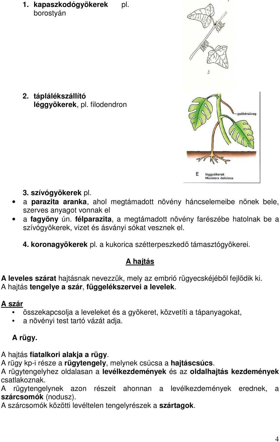 A növényi szervek. A gyökér. A gyökér lapvetı feladata a növény rögzítése,  ill. a víz ás a benne oldott ásványi anyagok felvétele. - PDF Free Download