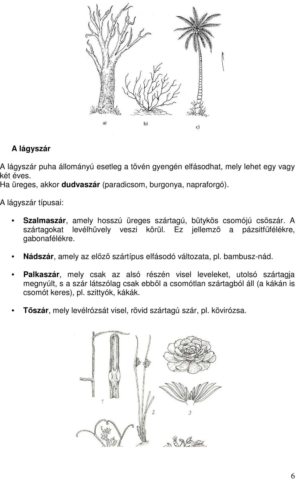 Ez jellemzı a pázsitfőfélékre, gabonafélékre. Nádszár, amely az elızı szártípus elfásodó változata, pl. bambusz-nád.