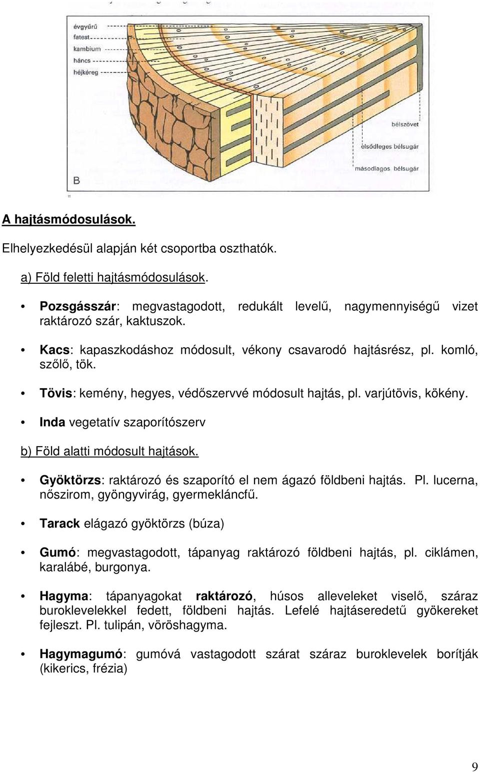 Inda vegetatív szaporítószerv b) Föld alatti módosult hajtások. Gyöktörzs: raktározó és szaporító el nem ágazó földbeni hajtás. Pl. lucerna, nıszirom, gyöngyvirág, gyermekláncfő.